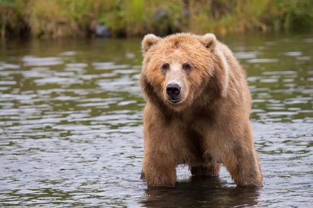 Ours sauvage dans une rivière