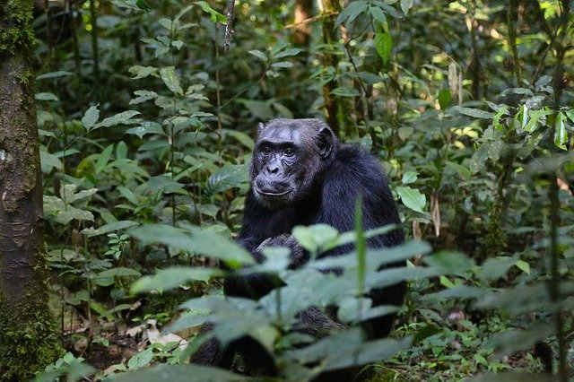 Chimpanzé dans la forêt en Ouganda