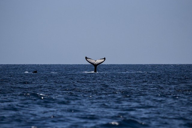 Baleine plongeant dans l'eau